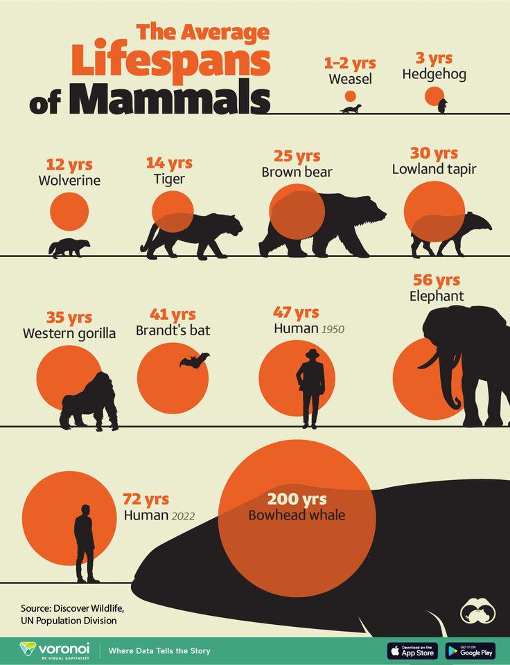 The average lifespans of mammals Visualization