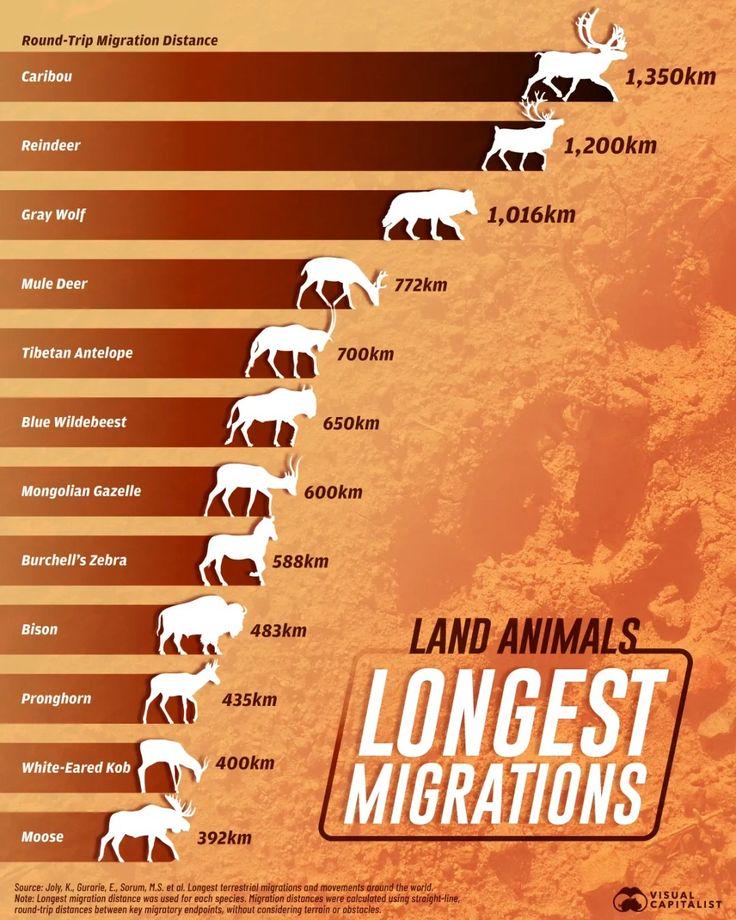 Longest Migrations by Land Animals Visualization Longest Migrations by Land Animals Visualization