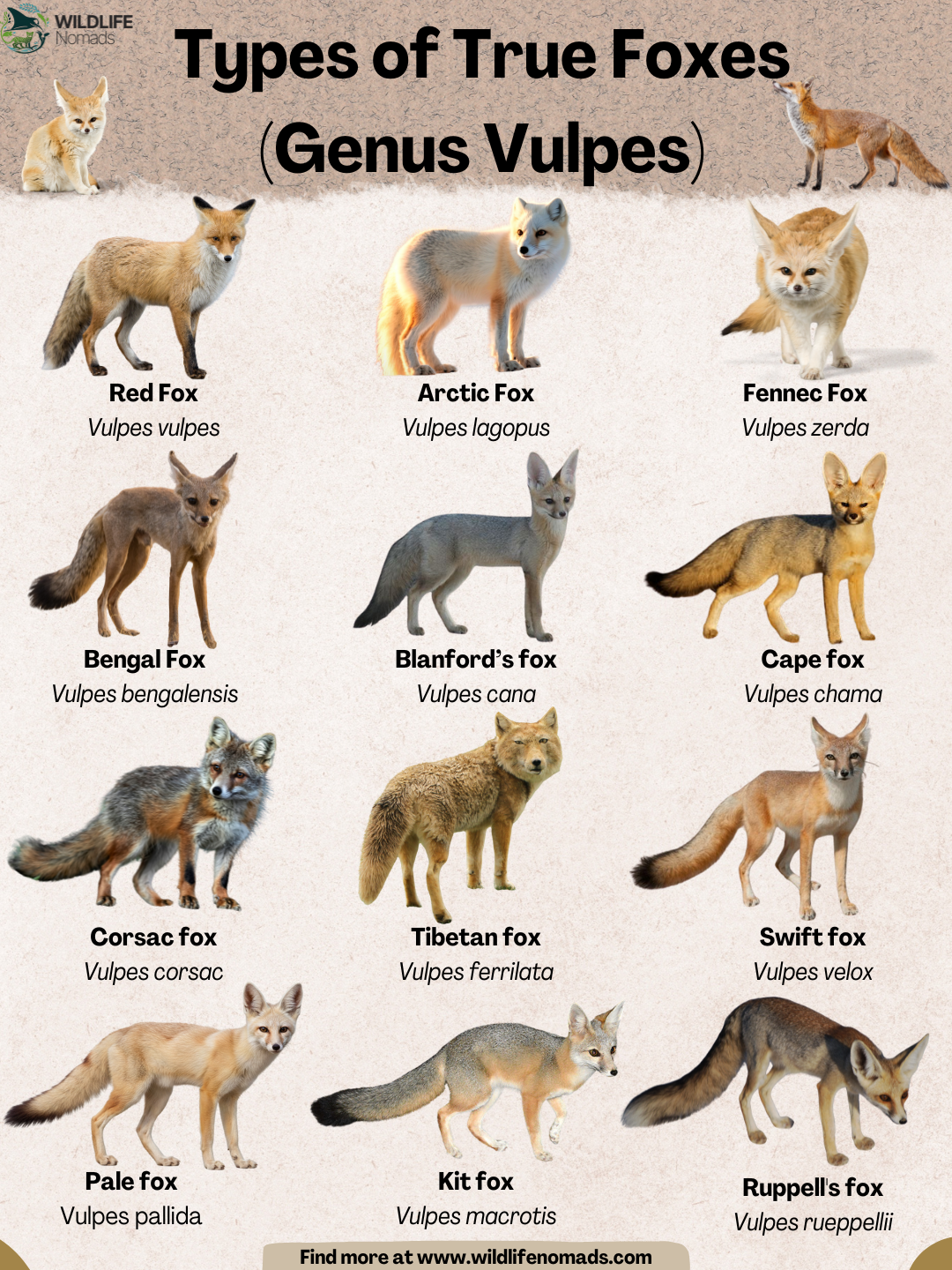 Meet the "True" Foxes Visualization