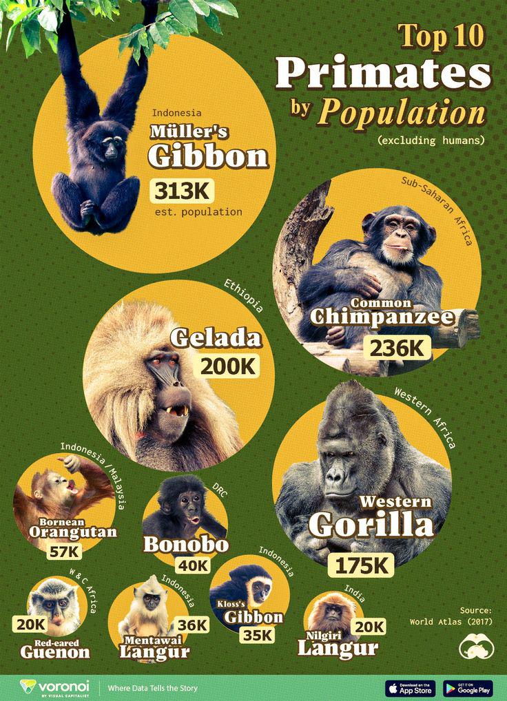 Top 10 Primates by Population Data Visualization