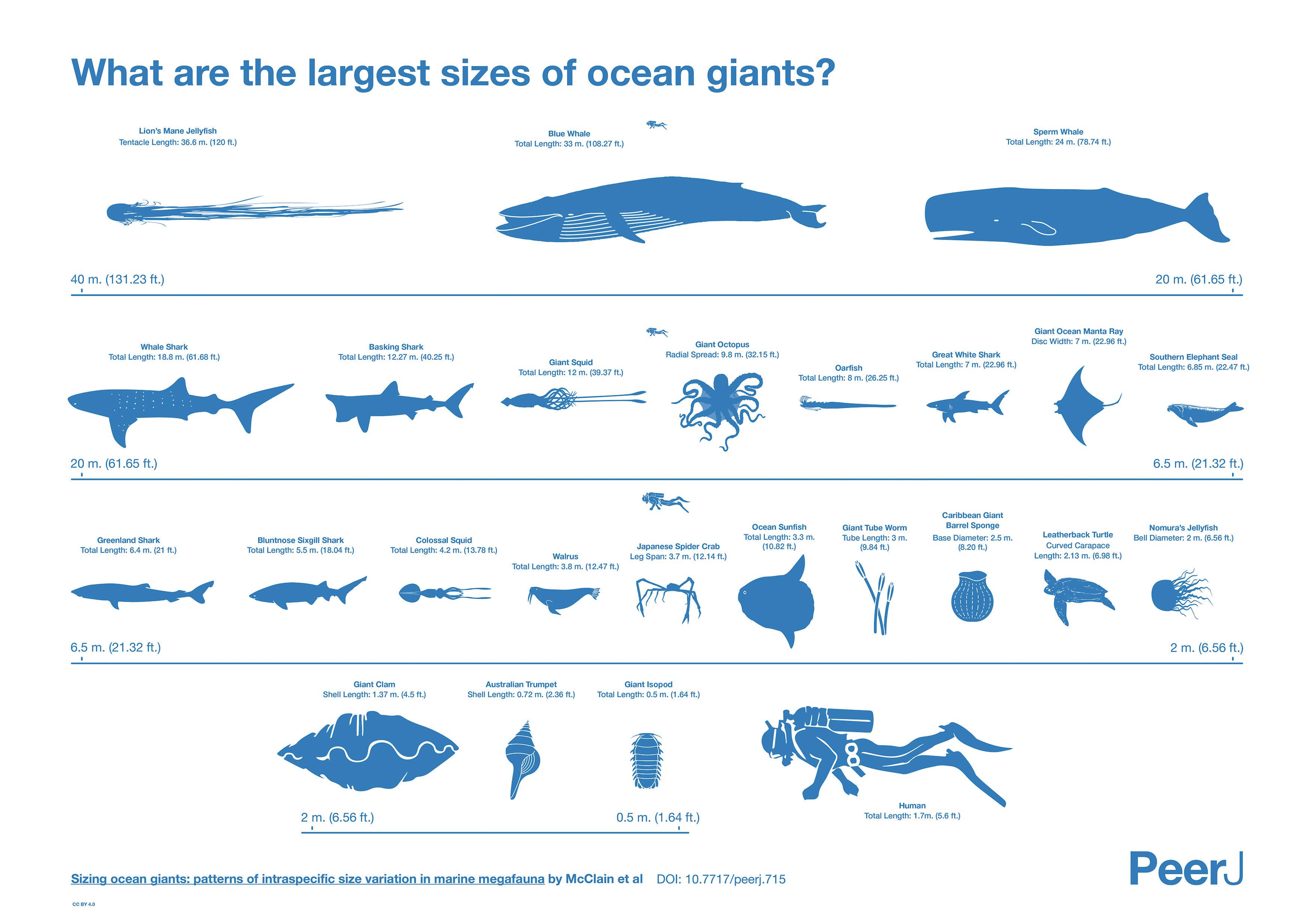The Sizes of Ocean Giants Visualization