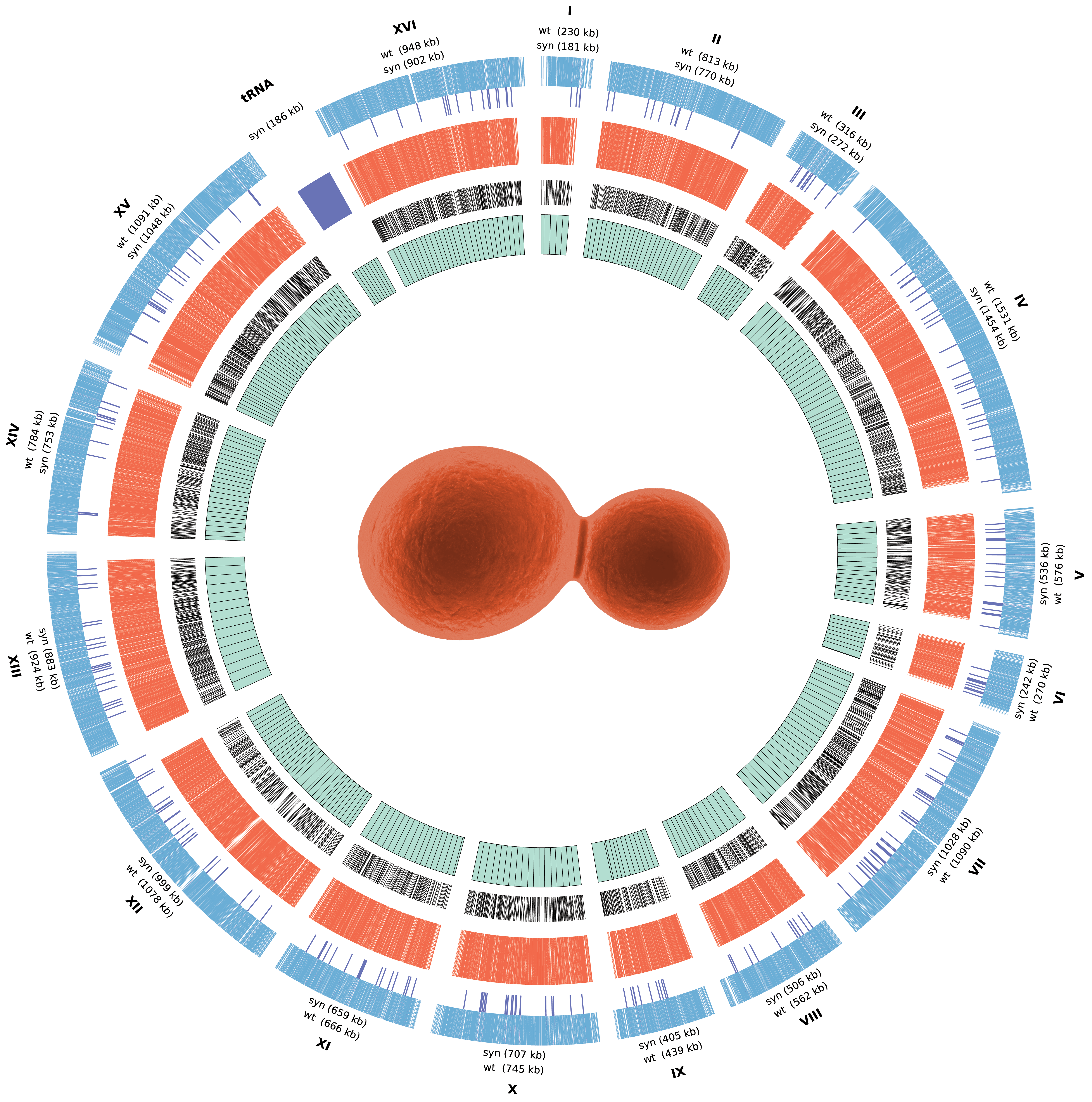 The complete blueprint of the world's first fully synthetic eukaryotic genome — Yeast 2.0 [OC] Visualization