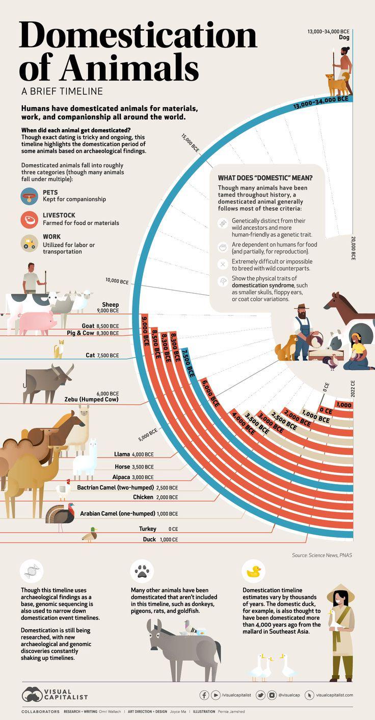 Domestications of Animals Visualization