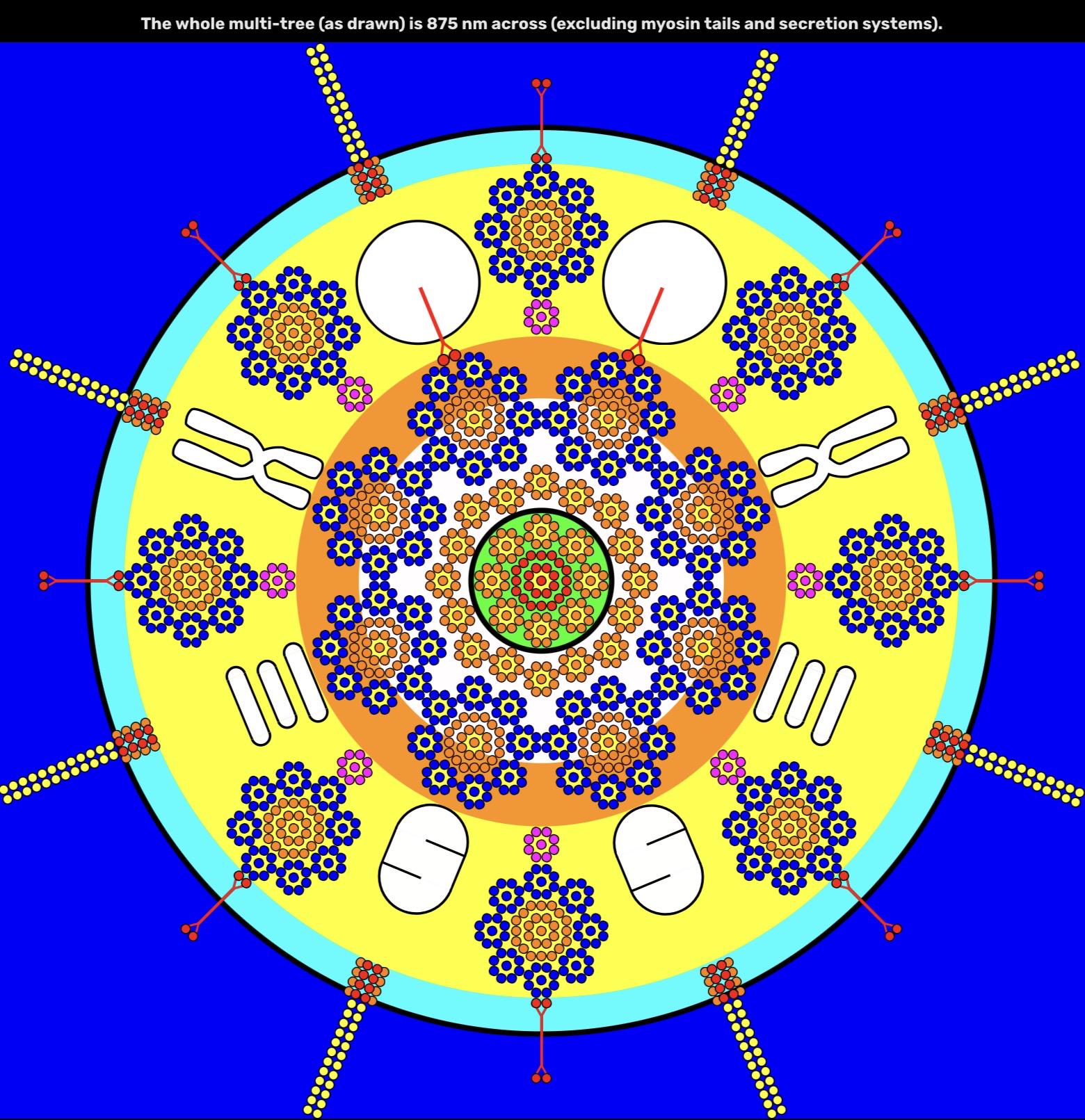 Last eukaryotic common ancestor Visualization