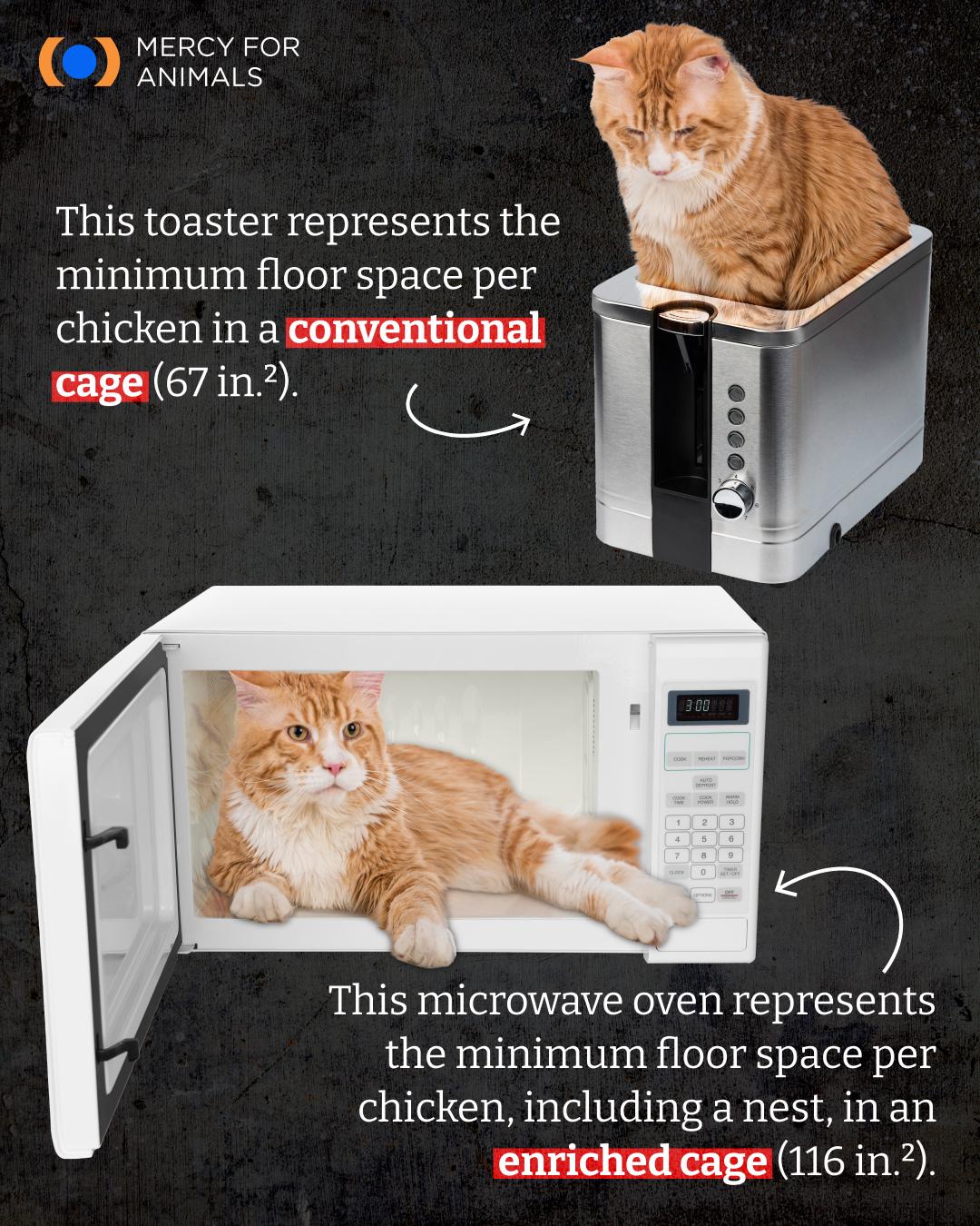 Floor space per chicken on modern farms Visualization Floor space per chicken on modern farms Visualization
