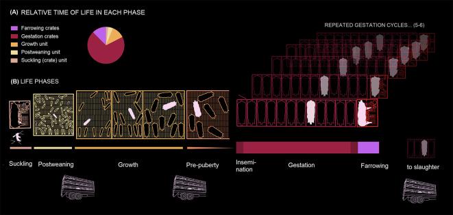 Life phases of a mother pig in a factory farm Visualization Life phases of a mother pig in a factory farm Visualization