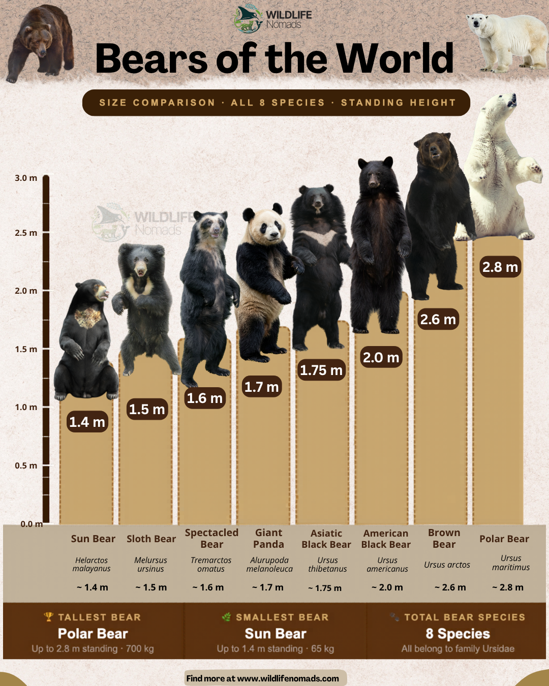 All Bears of the world ranked by size! Visualization All Bears of the world ranked by size! Visualization