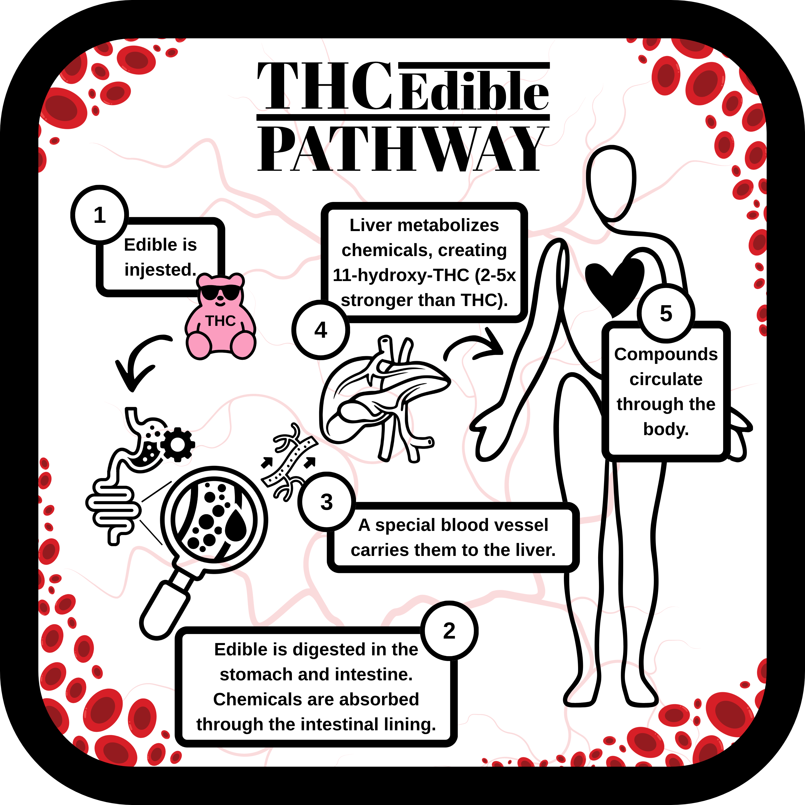 Infographic: THC Edible Pathway