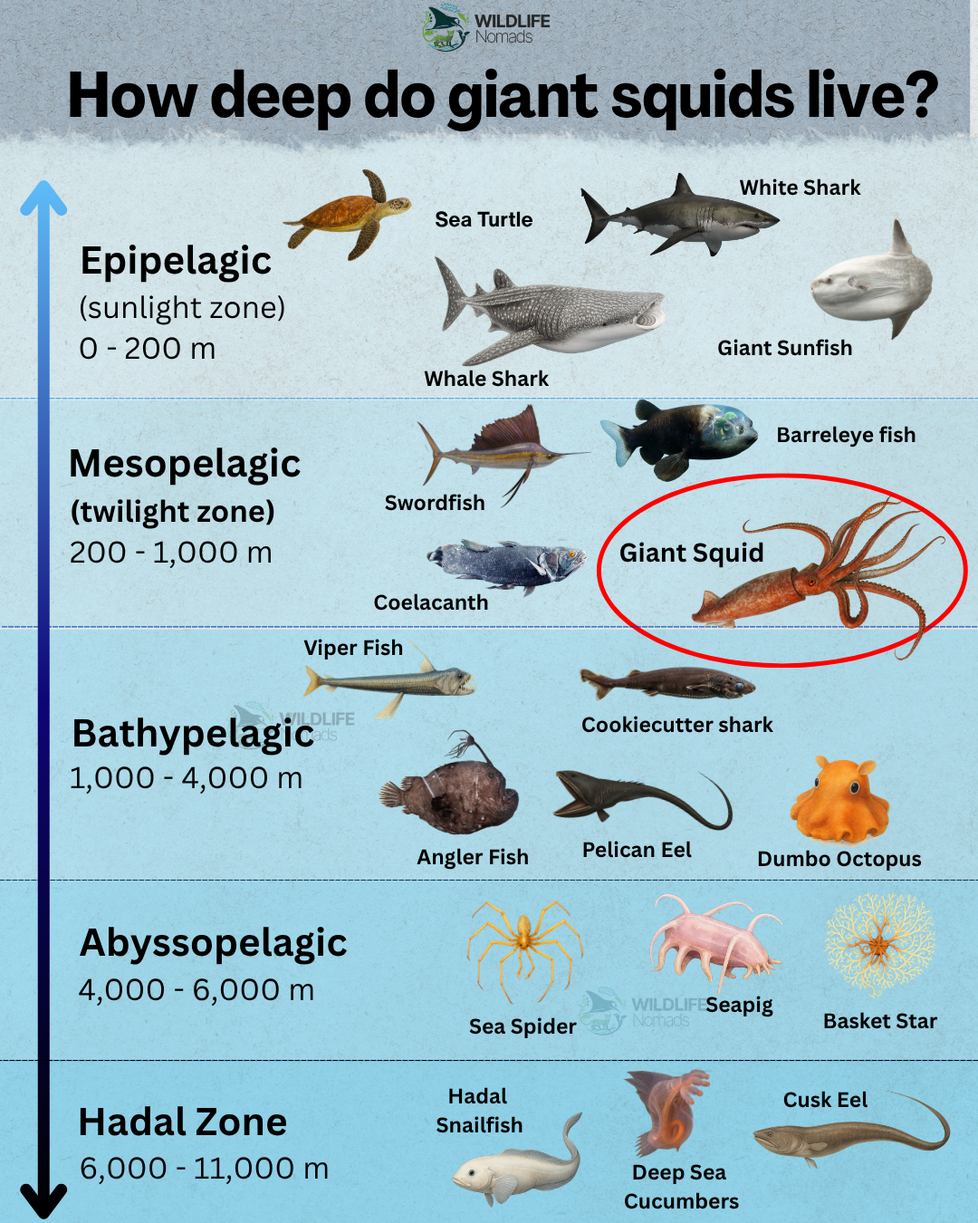 How deep do giant squids dive? The Twilight zone Visualization How deep do giant squids dive? The Twilight zone Visualization