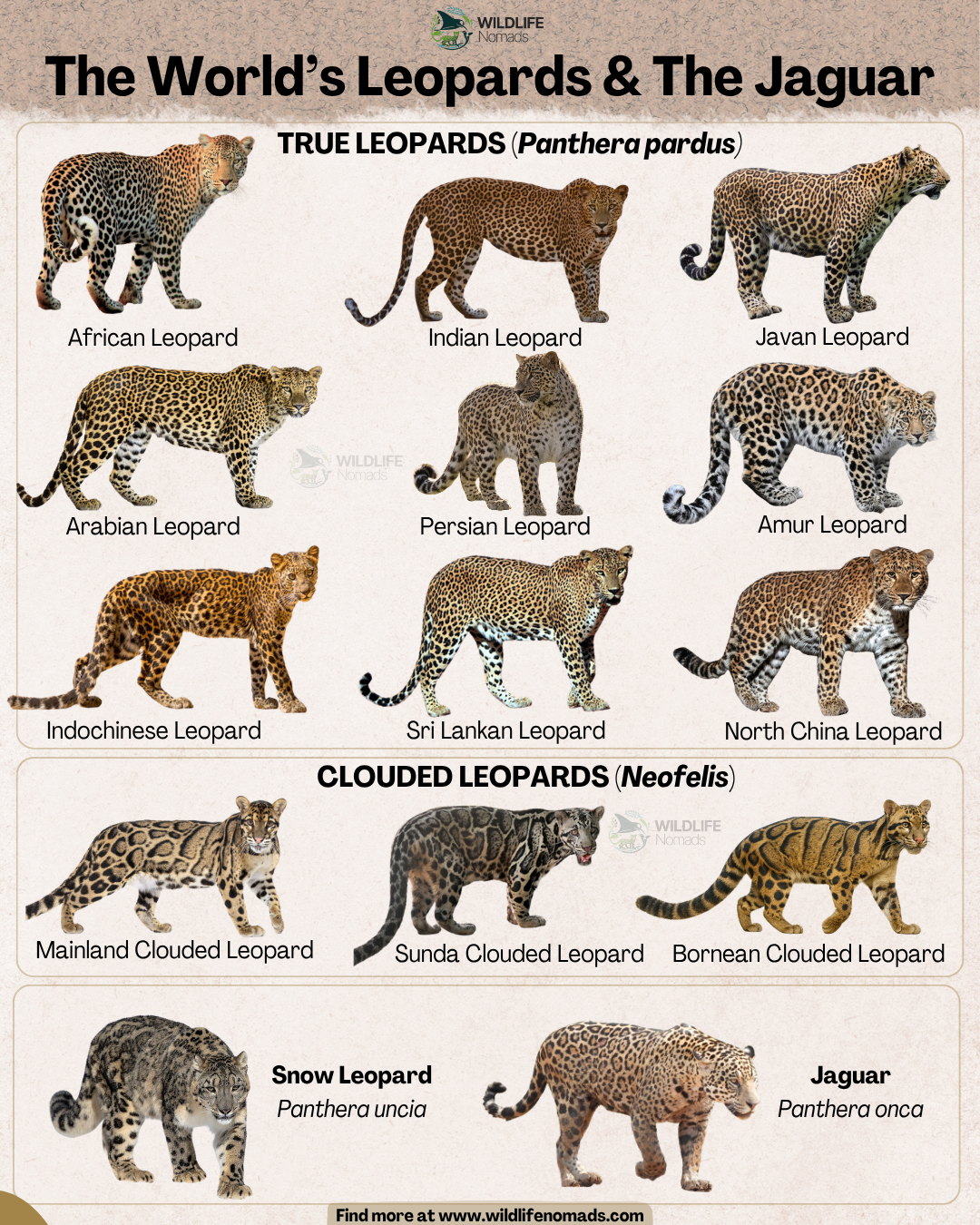 Leopards and Jaguar Visualization