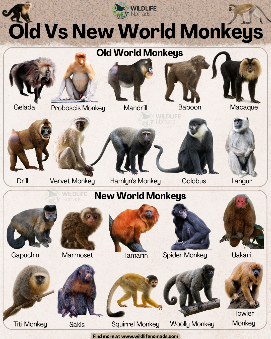 Do you know the difference between Old vs New world monkeys? Comparison