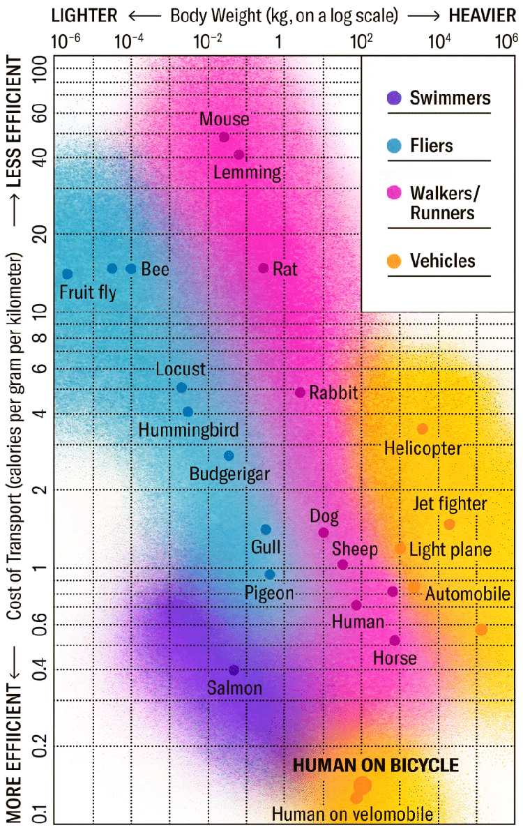 Humans aren’t very efficient movers—until you put us on a bicycle, when we become some of the most energy-efficient land travelers in the animal kingdom. Visualization