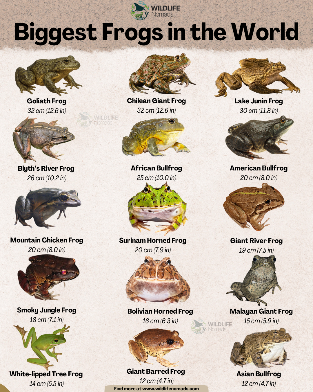 The Biggest Frogs in the world Visualization