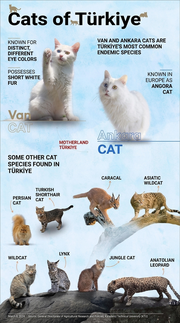 Cat breeds in Turkey Visualization