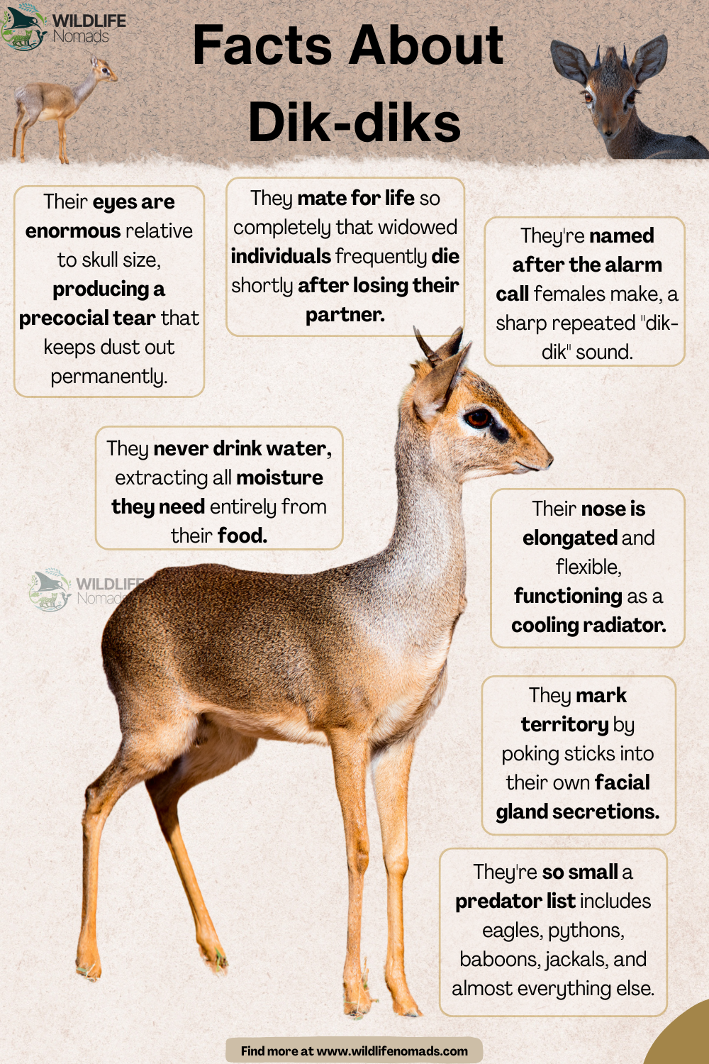 Get to know the dik-dik! Visualization