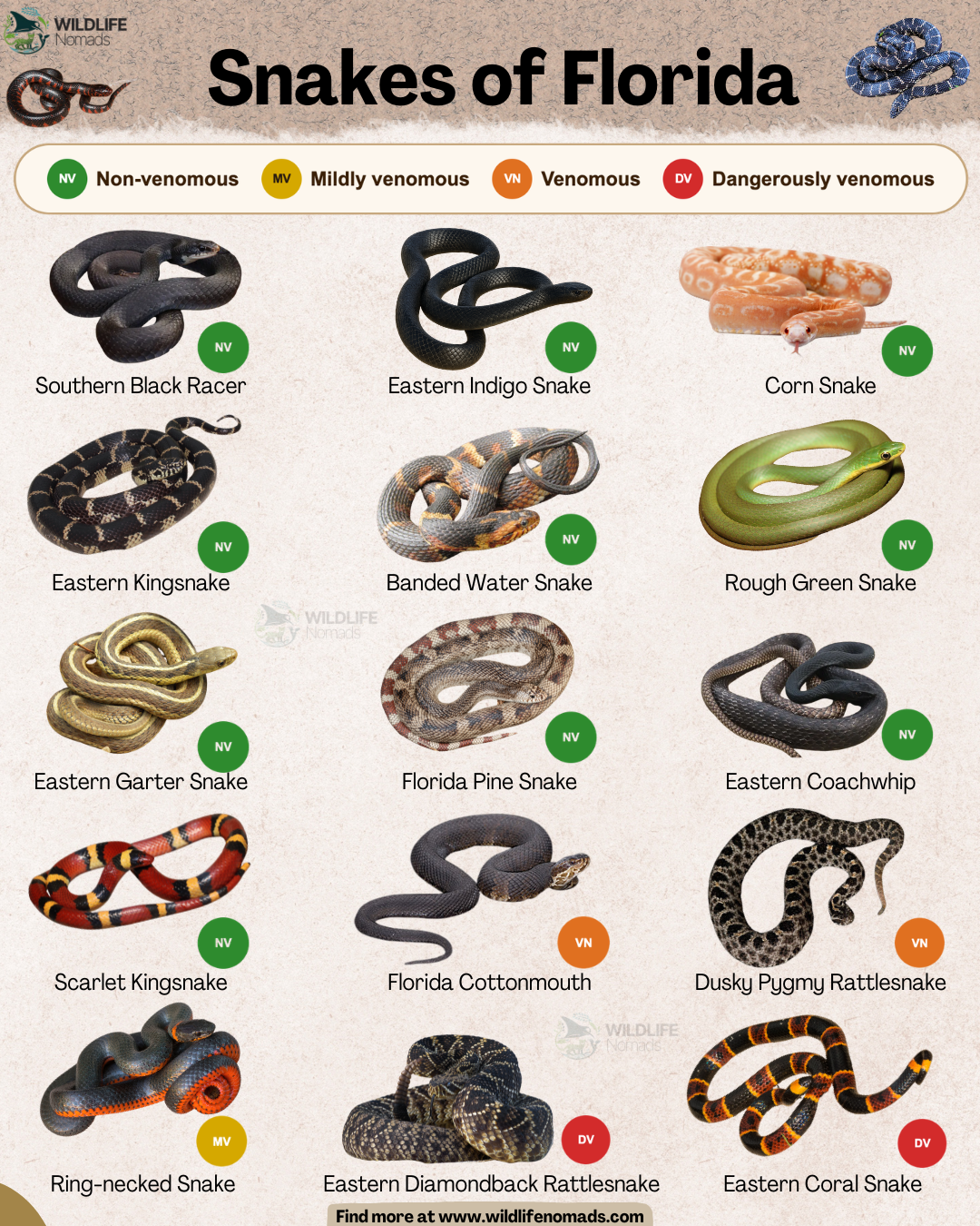 Snakes of Florida! (Natives) with venoms Visualization