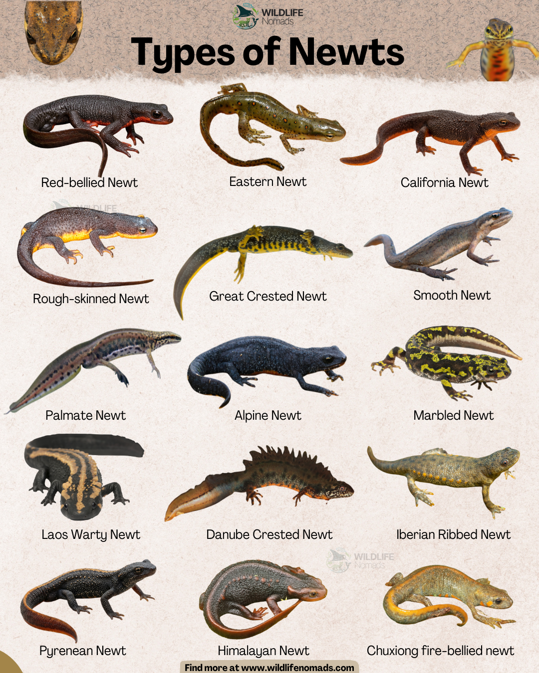 Types of Newts! Visualization
