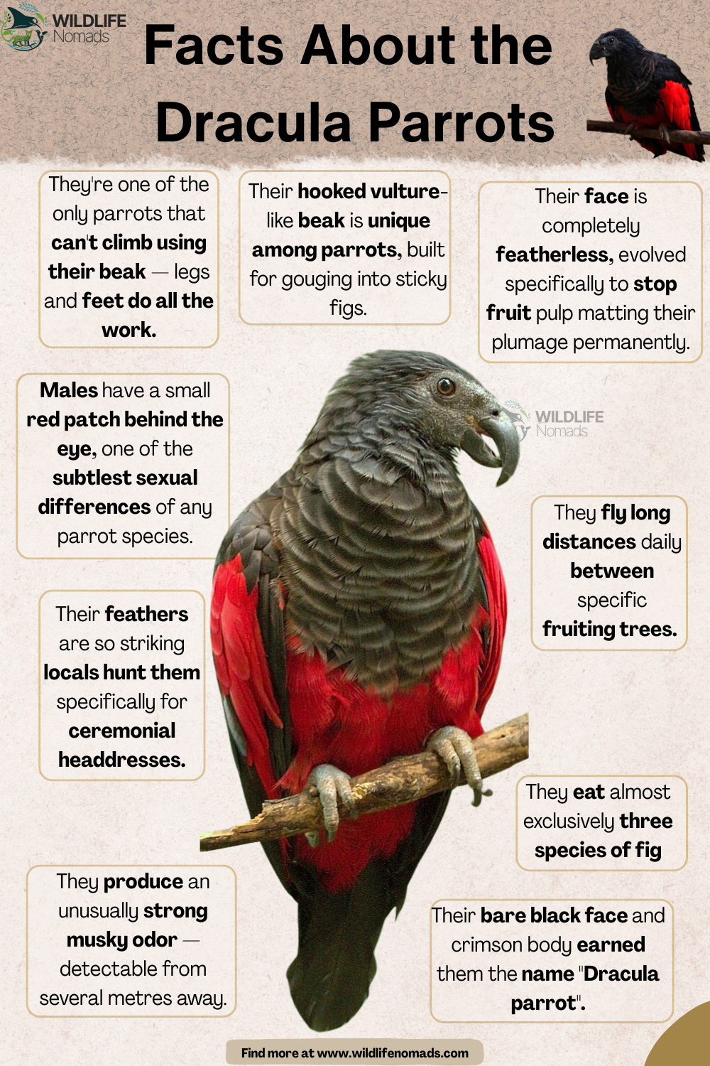 You Must Meet the Dracula Parrot! Visualization