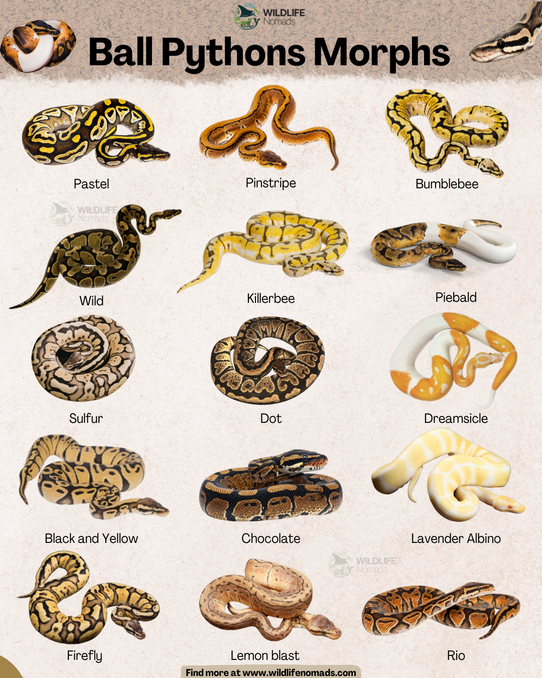 Ball Python Morphs Visualization