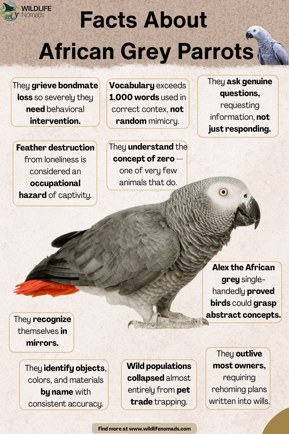 The smartest parrot in the world Visualization