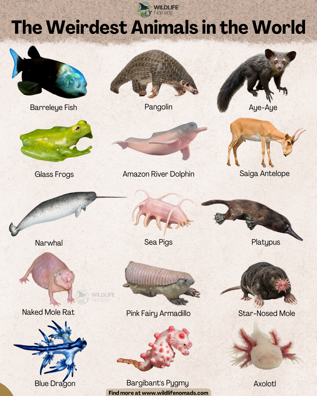 Weird Animal species - do you know what makes them so weird? Visualization Weird Animal species - do you know what makes them so weird? Visualization
