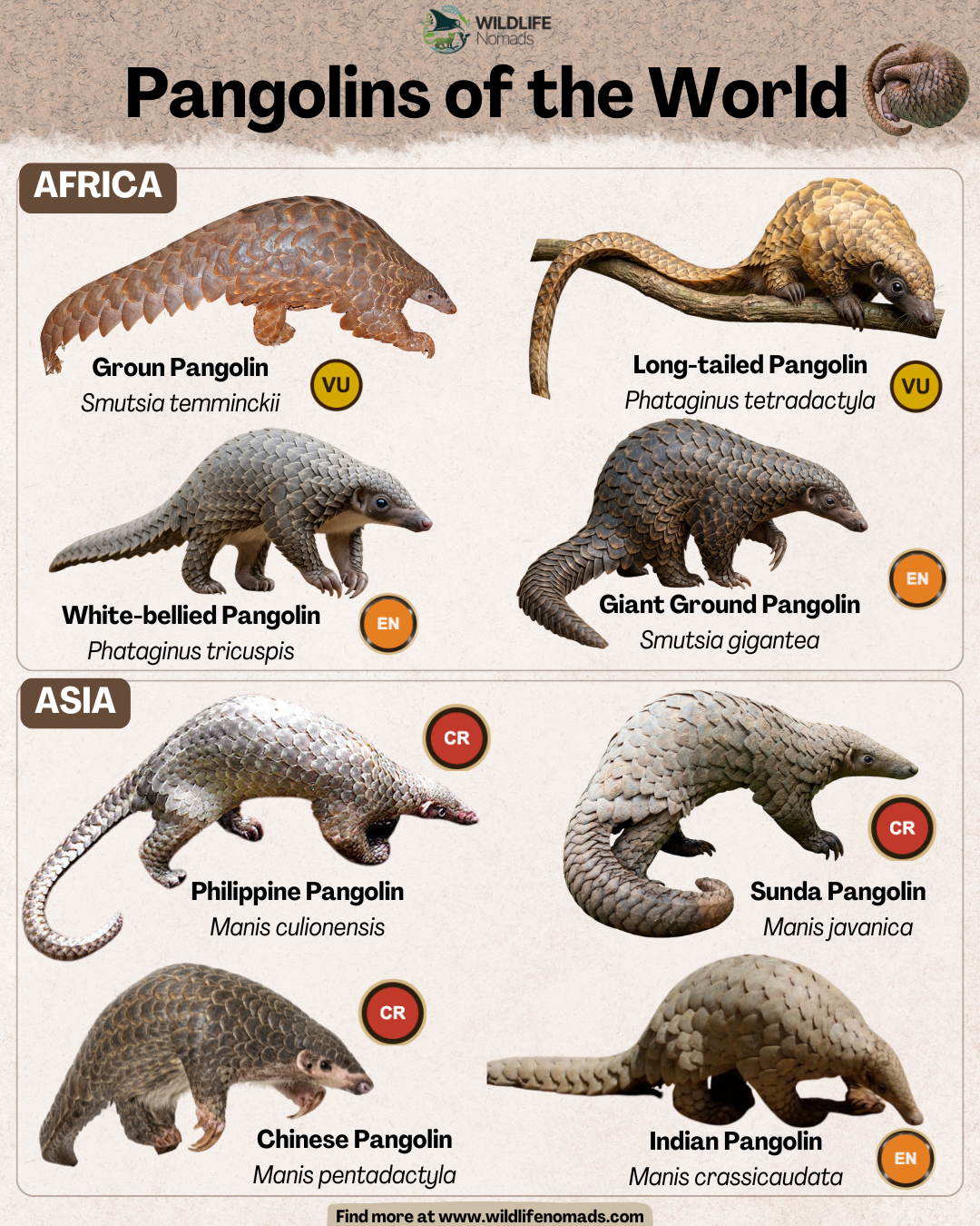 Pangolins of the World Visualization Pangolins of the World Visualization