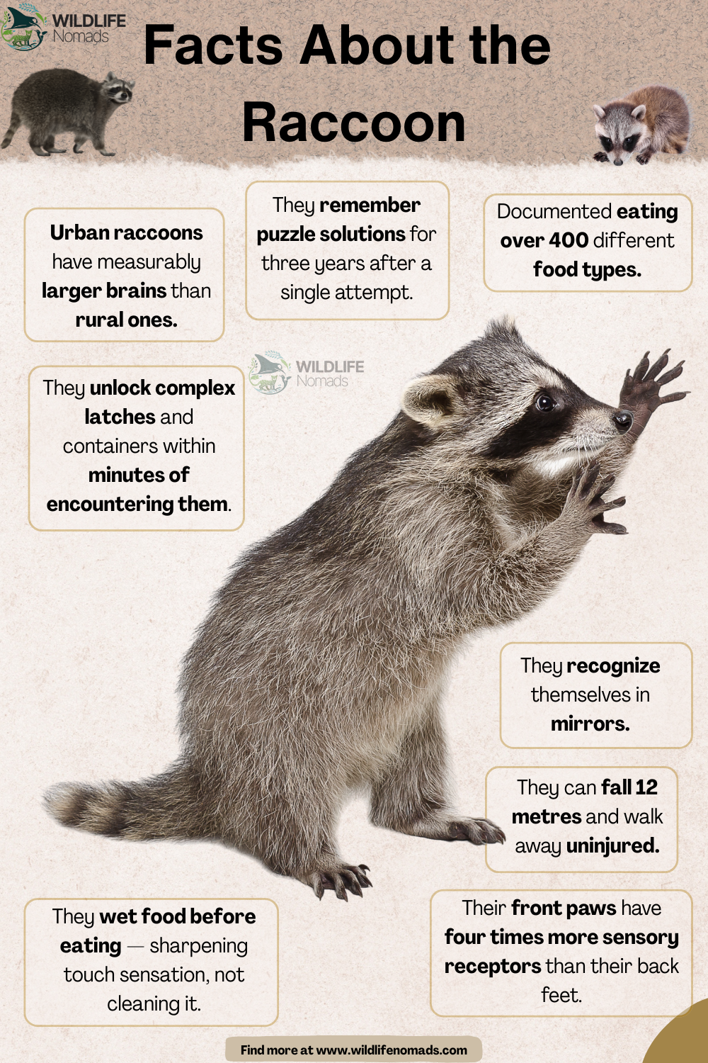 Fun Raccoon facts! Visualization