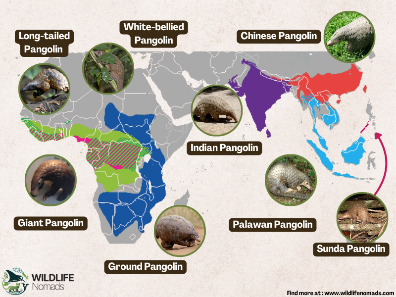 Pangolin distribution around the world Visualization