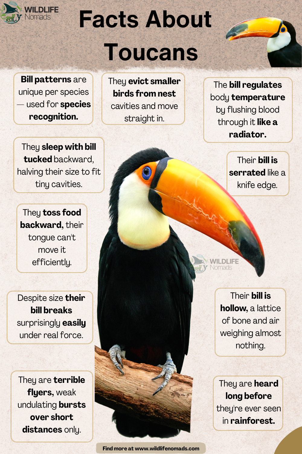 Get to know the Toucans! Visualization