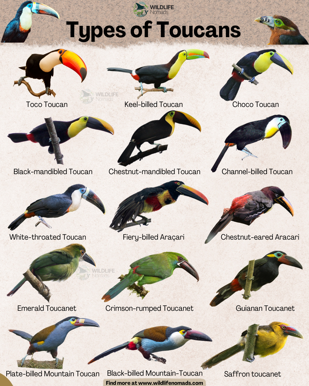 There are over 40 species of toucans - here are 15 Visualization