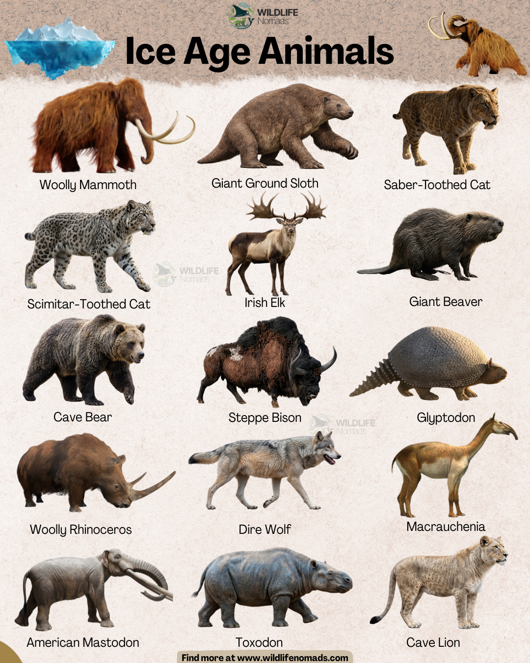 Meet some of the ice age animals Visualization