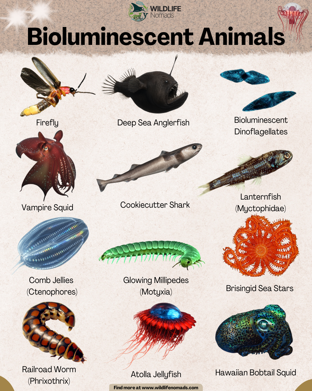 Bioluminescent animals that produce light (not reflected) to survive Visualization Bioluminescent animals that produce light (not reflected) to survive Visualization