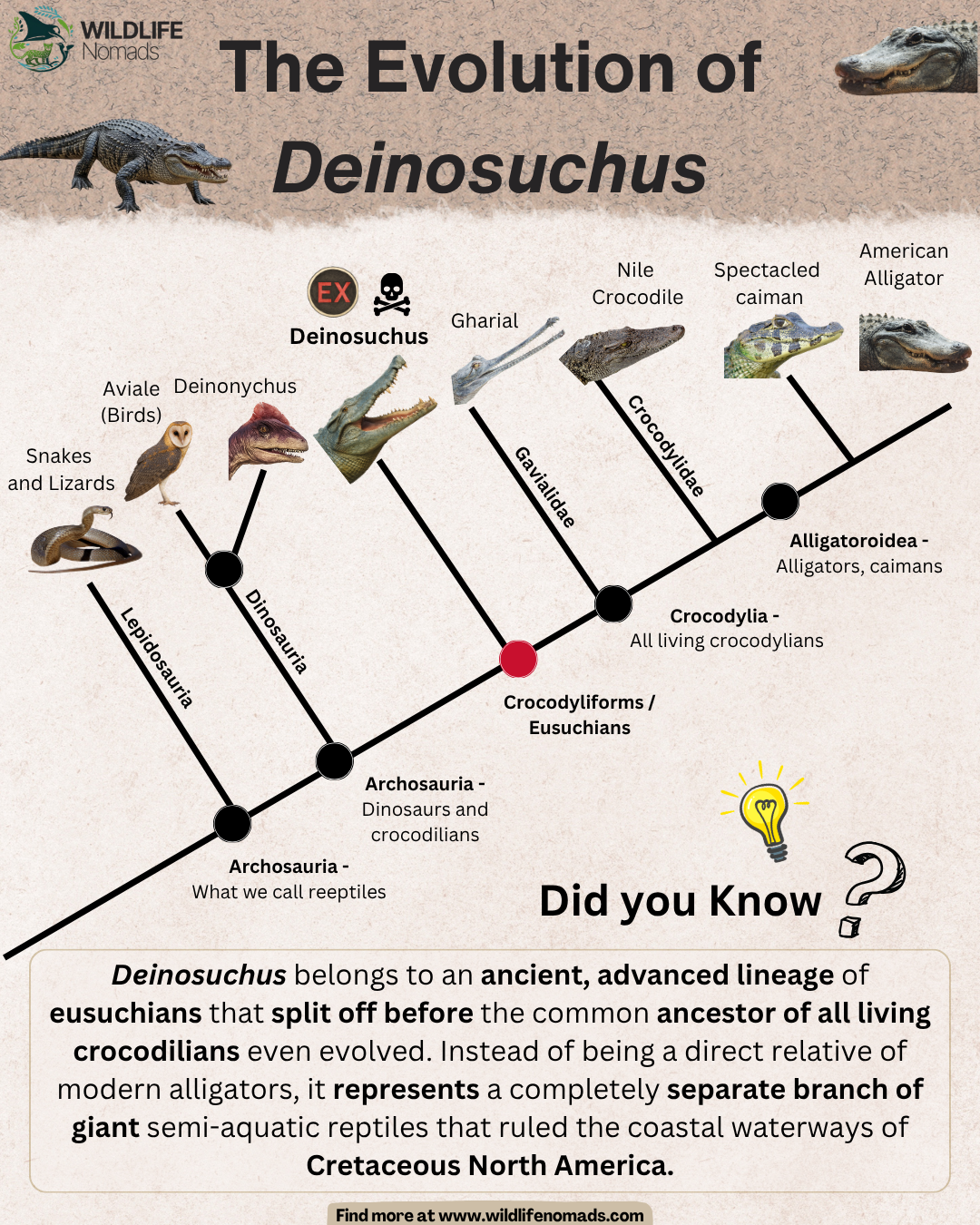 The evolution of crocodiles alligators and cousins Visualization