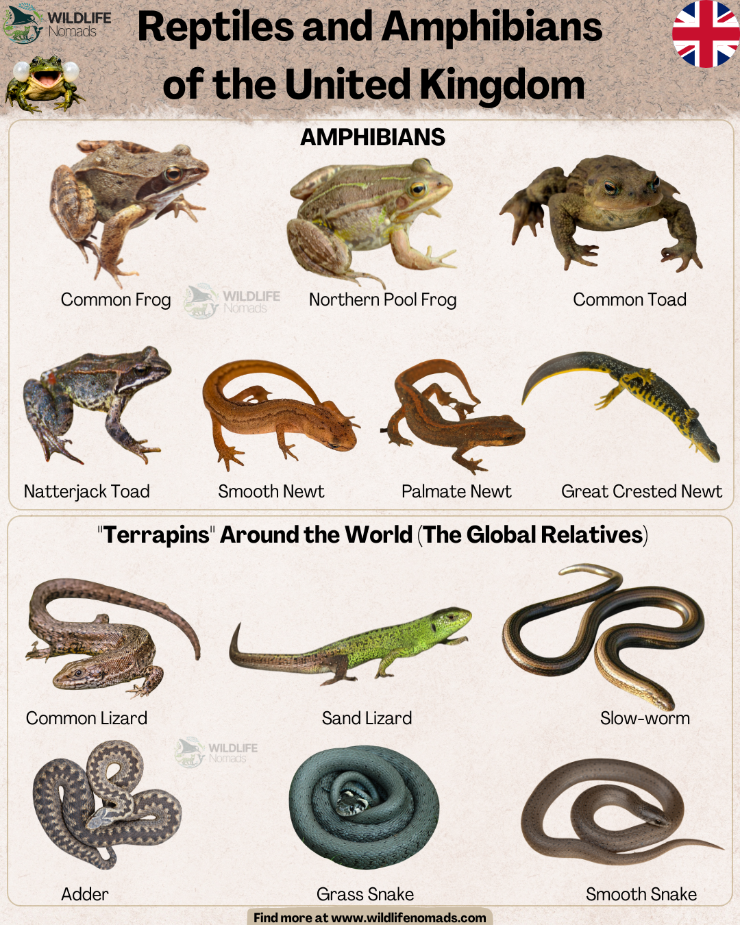 Reptiles and amphibians found in the UK Visualization Reptiles and amphibians found in the UK Visualization