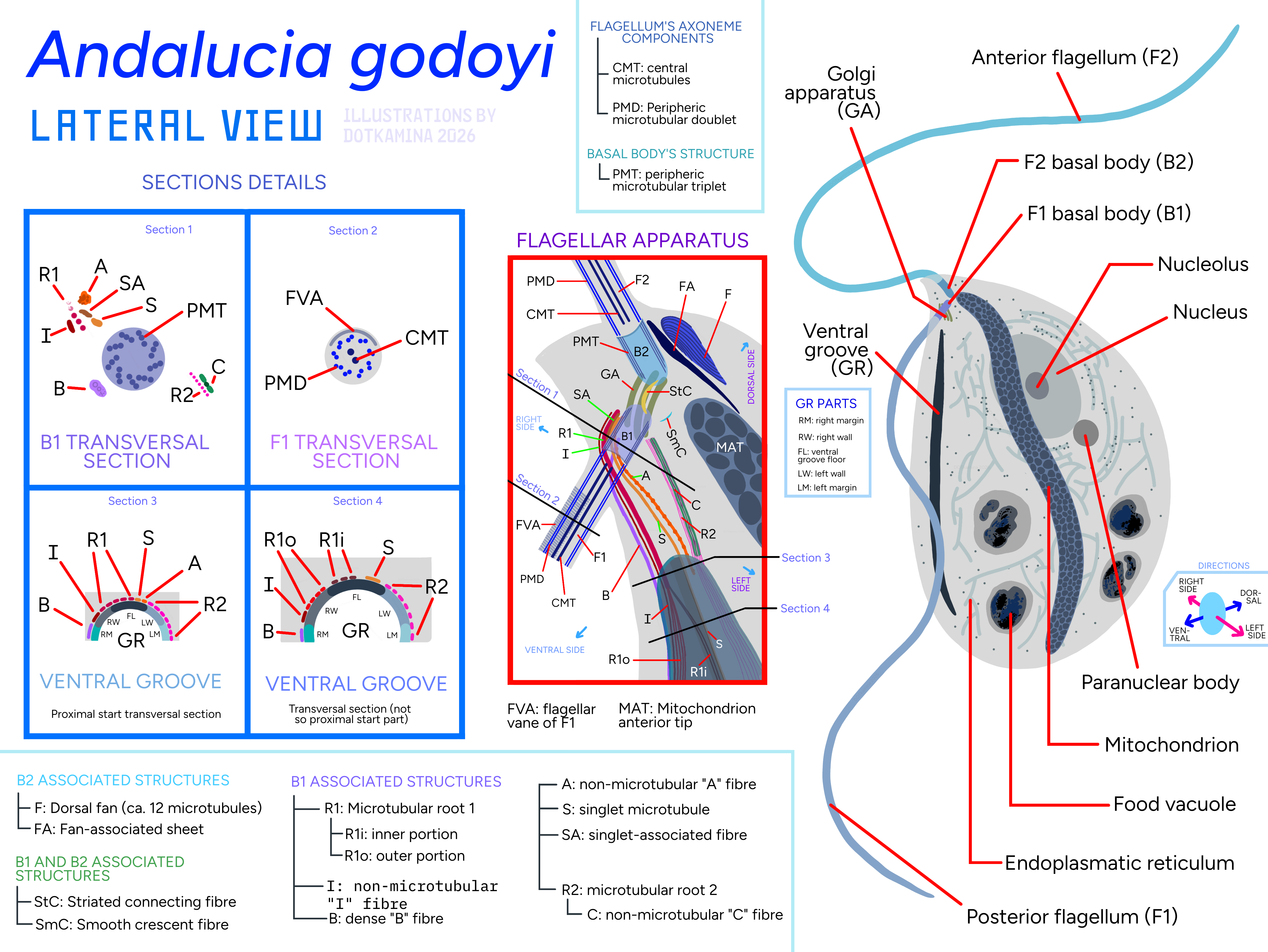 Microanatomical structure of Andalucia godoyi, an unicellular protist Visualization