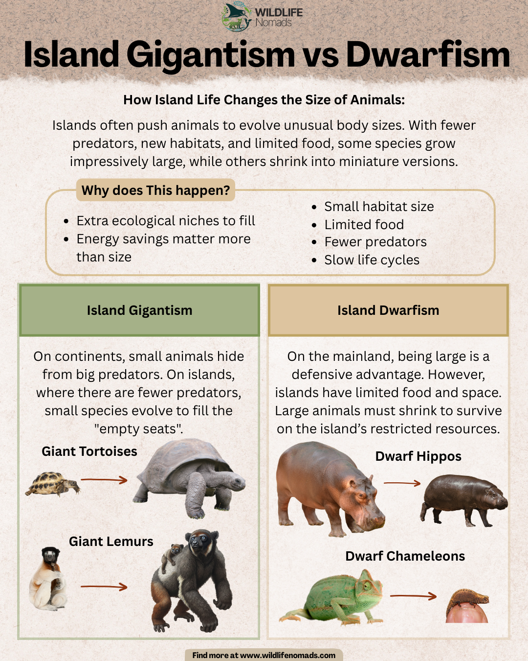 Island gigantism Visualization Island gigantism Visualization