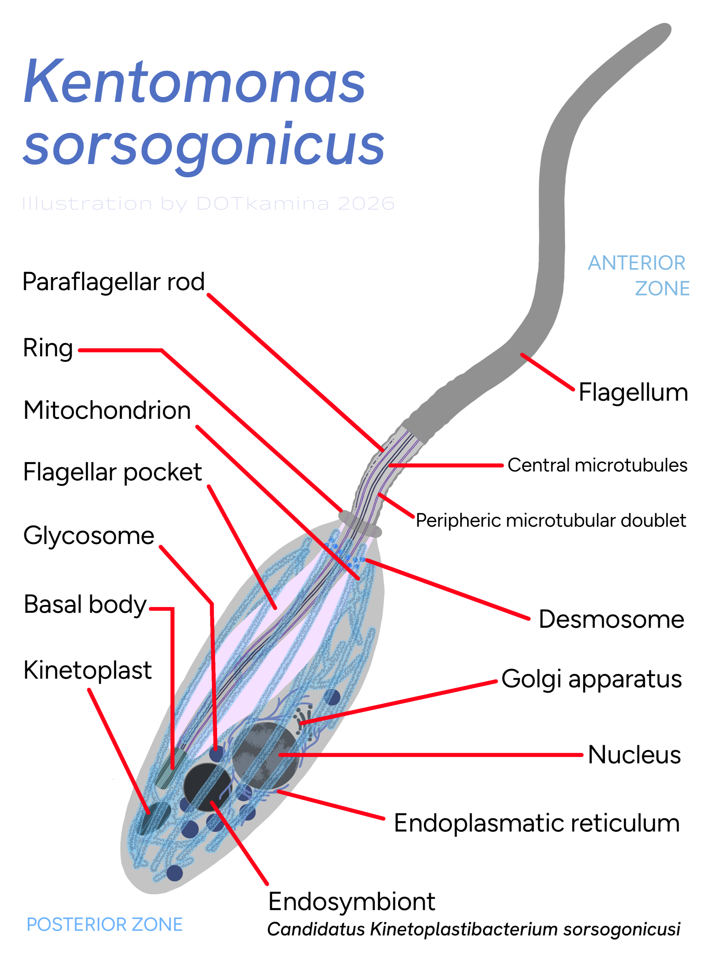 Kentomonas sorsogonicus, a Sarcophaga parasite Visualization Kentomonas sorsogonicus, a Sarcophaga parasite Visualization