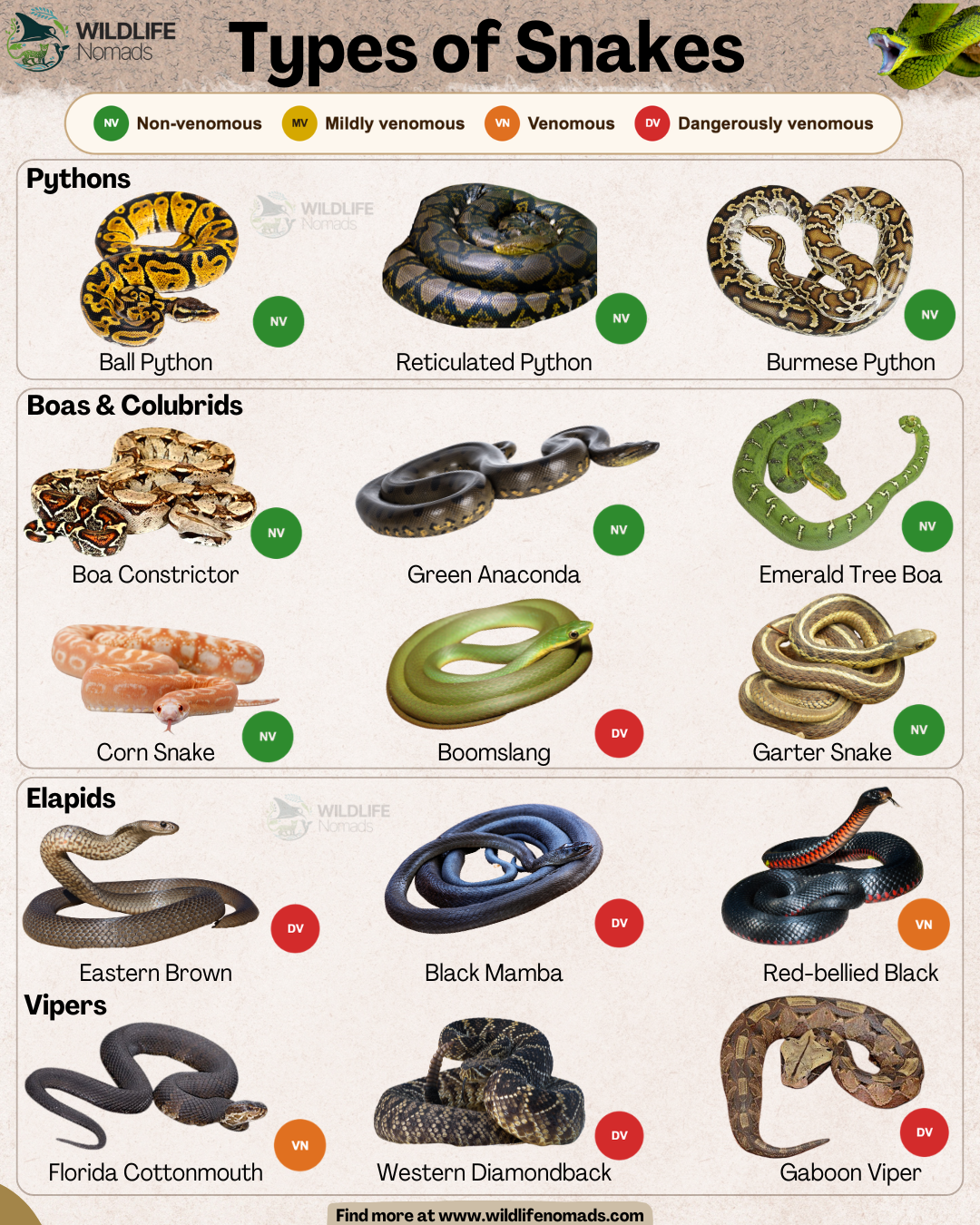 Types of snakes Visualization Types of snakes Visualization