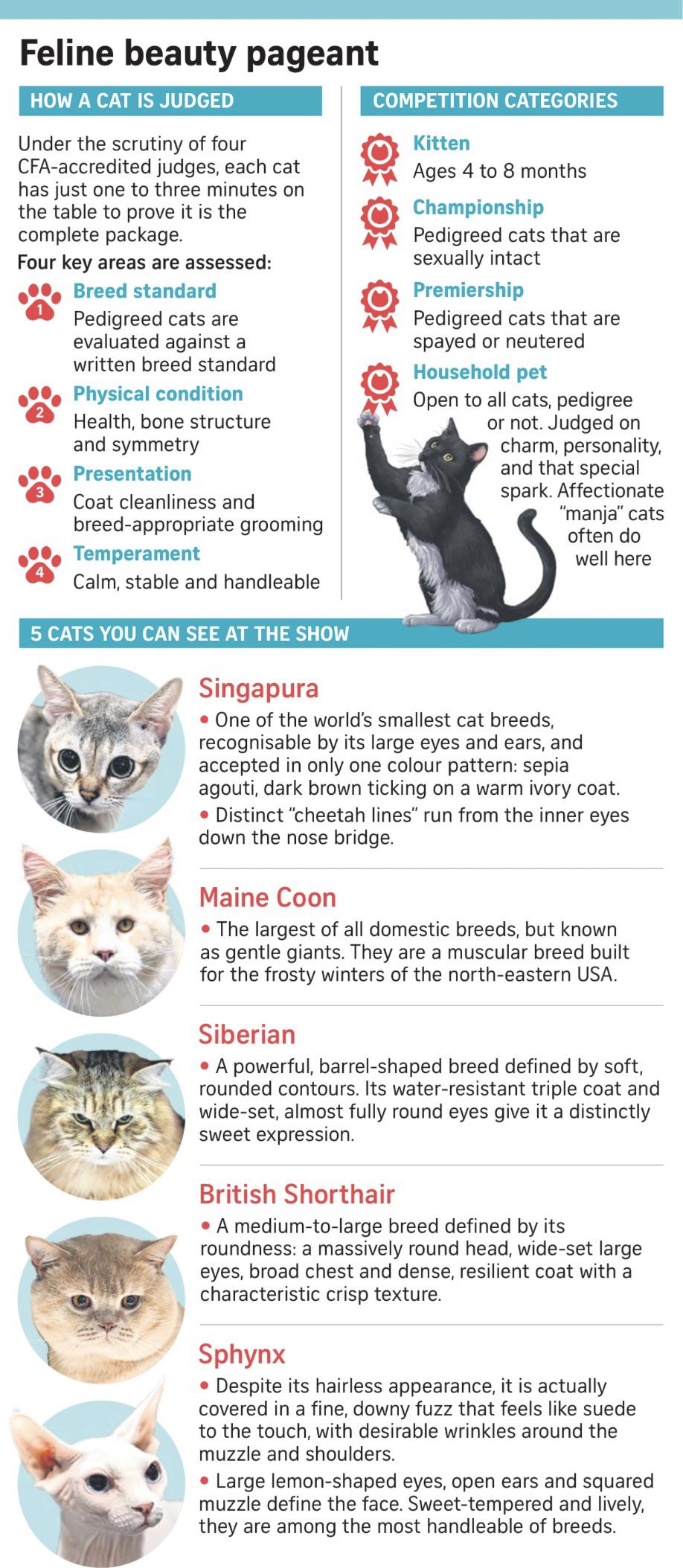 Feline Beauty Pageant: Asia Cat Expo 2026 Visualization