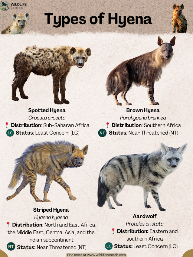 There are four types of hyena in the world Visualization There are four types of hyena in the world Visualization