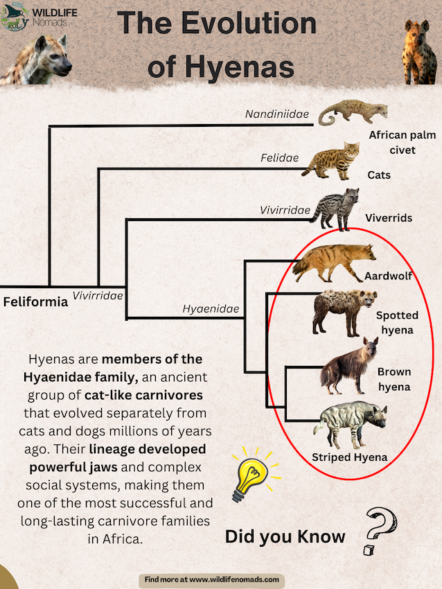 Evolution of hyenas Visualization Evolution of hyenas Visualization