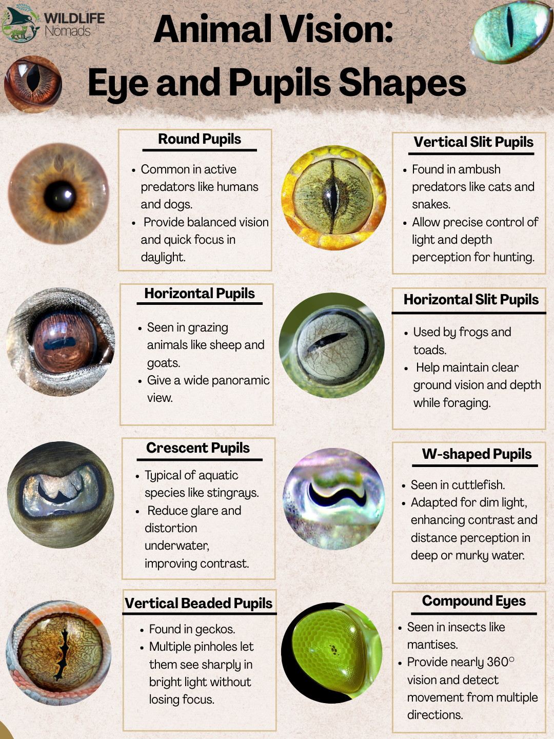 Animal Vision: some of the eyes and pupils shapes you will find in nature Visualization Animal Vision: some of the eyes and pupils shapes you will find in nature Visualization
