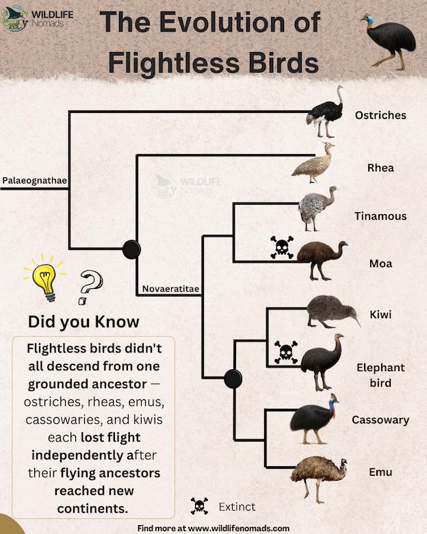 The evolution of flightless birds Visualization