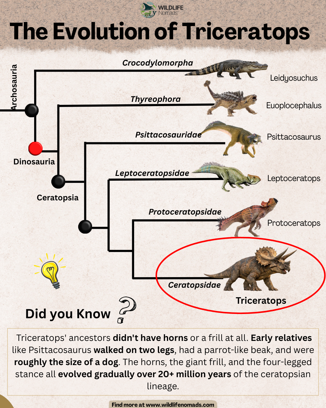 the evolution of triceratops... Visualization the evolution of triceratops... Visualization