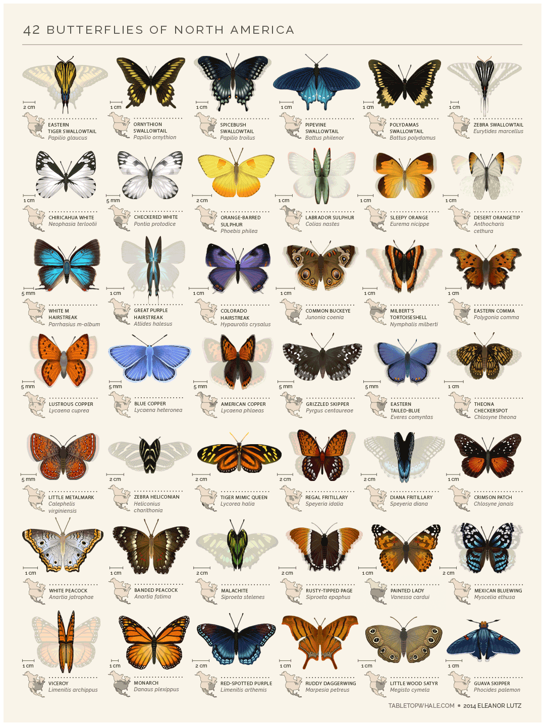 42 Butterflies of North America Visualization
