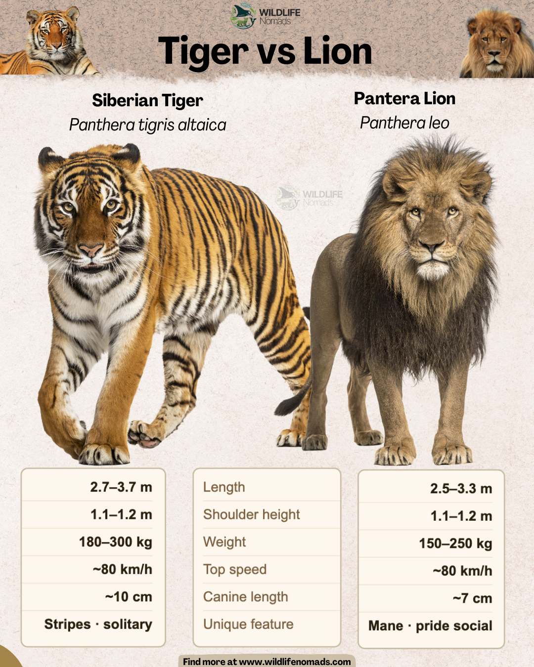 Siberian tigers vs lions Comparison