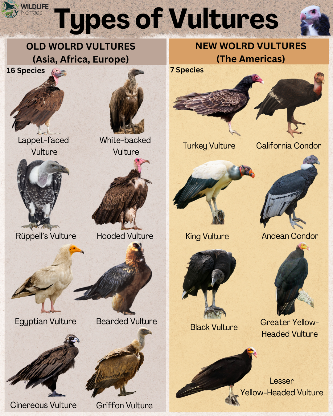 types of vultures: new world vs old world Comparison