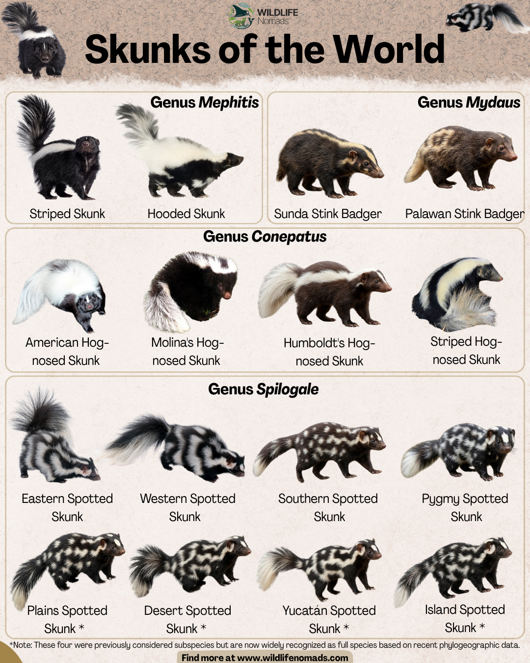 Skunks of the world! Visualization Skunks of the world! Visualization