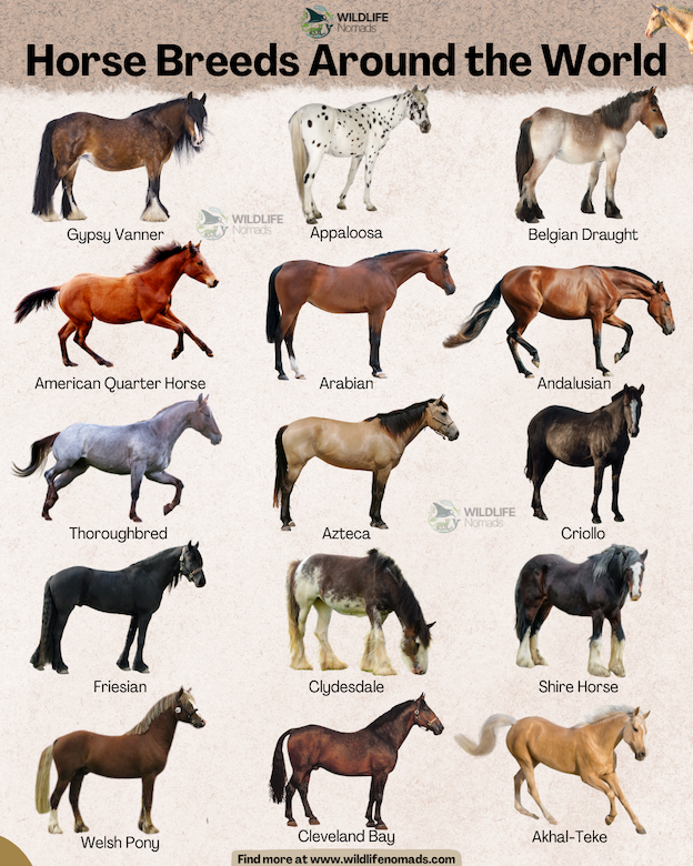 Different types of horse breeds Visualization