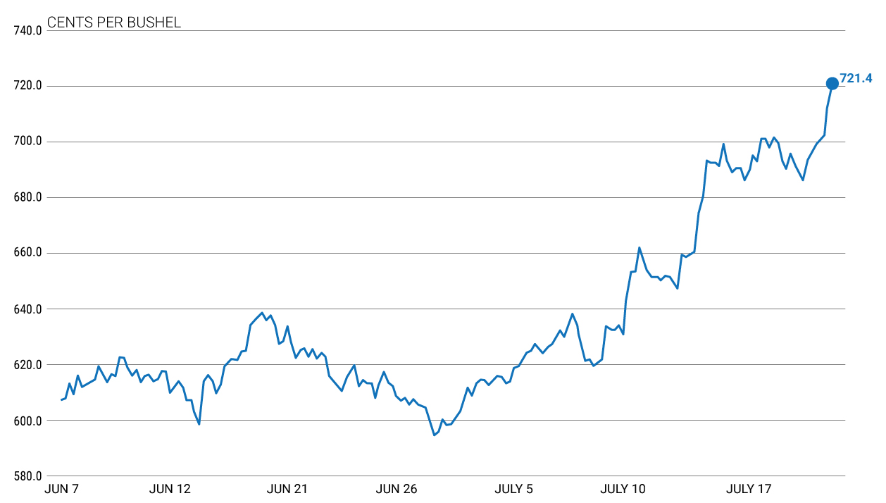 Global wheat prices since June 7th, 2026 (Barchart) Global wheat prices since June 7th, 2026 (Barchart)